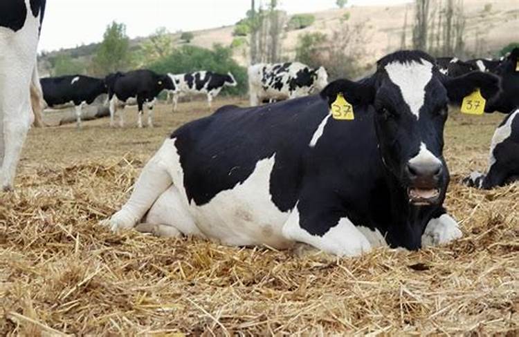 TEMPERATURE HUMIDITY INDEX - AN EASY MEASURE TO IDENTIFY THE HEAT STRESS IN DAIRY CATTLE