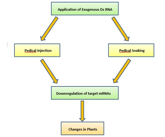 RNAi INDUCED BY EXOGENOUS dsRNAs IN PLANTS AND ITS APPLICATIONS