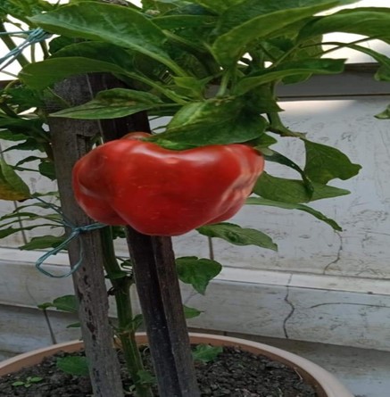 ROOFTOP ORGANIC VEGETABLE GARDEN: A SUSTAINABLE STEP TOWARDS FOOD AND NUTRITIONAL SECURITY