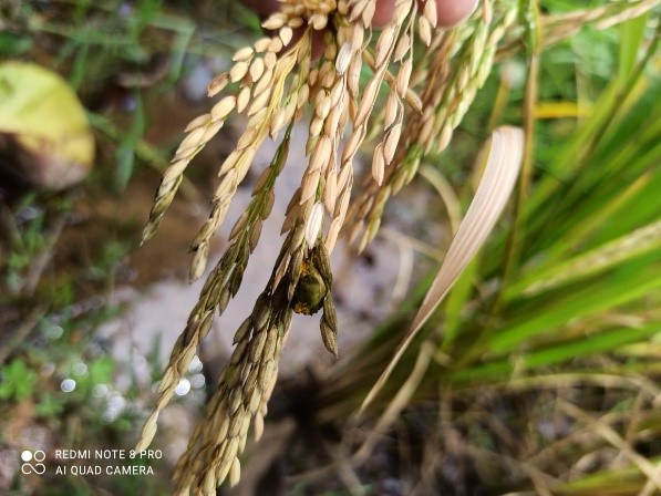 RICE FALSE SMUT (VILLOSICLAVA VIRENS) – SPORADIC DISEASE BECOMES EPIDEMIC