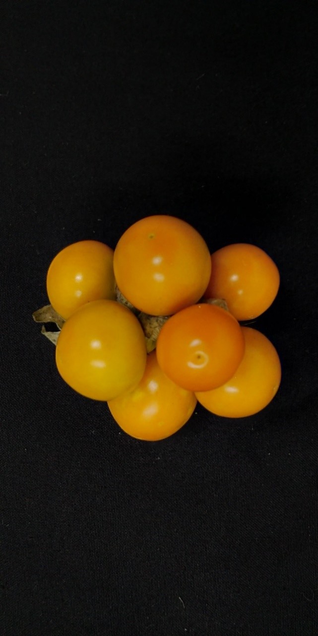 CAPE GOOSEBERRY: POTENTIAL UNDERUTILIZED BERRY FRUIT OF INDIA