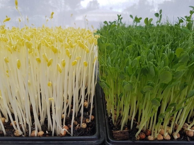 MICROGREENS: SUPERFOOD OF 21ST CENTURY