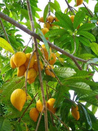 EGG FRUIT: AN UNTAPPED EXOTIC FRUIT