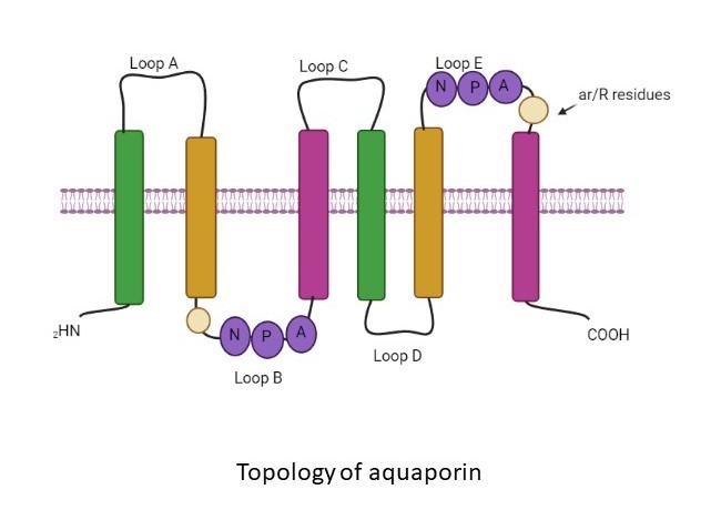 AQUAPORINS: THE CANDIDATE TRANSPORTER FOR WATER REGULATION IN MAMMARY GLAND