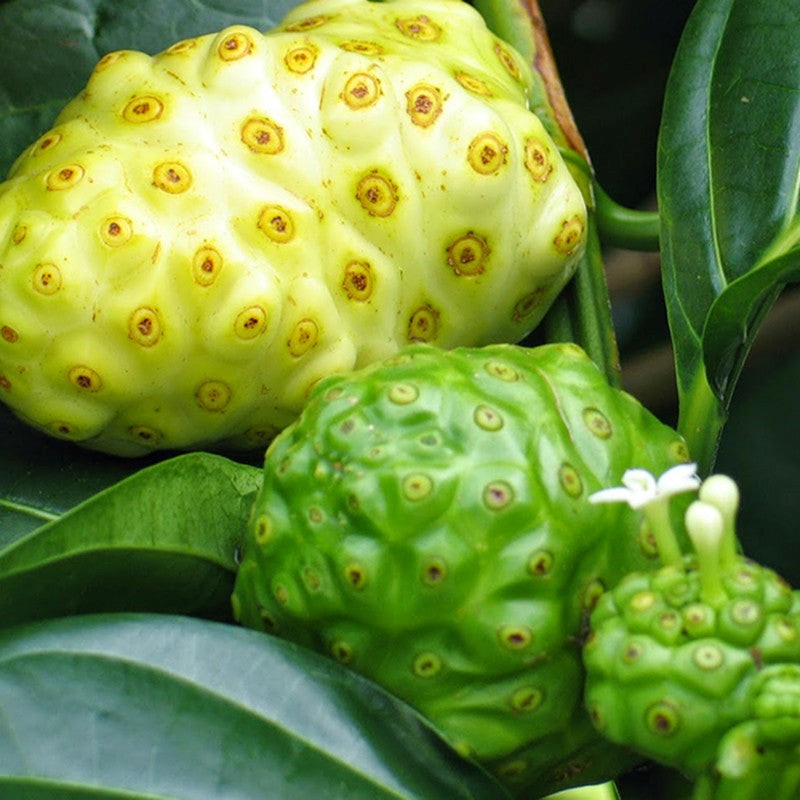 TECHNIQUES FOR GROWING THE UNDERUTILIZED NONI CROP AND ITS HEALTH BENEFITS