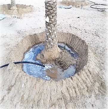 SUSTAINABLE FERTILIZATION PRACTICES FOR DATE PALM CULTIVATION