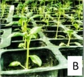 APICAL ROOTED CUTTING: A UNIQUE METHOD OF POTATO SEED PRODUCTION