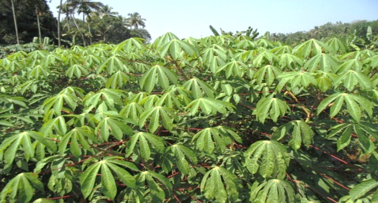 PACKAGE AND PRACTICES OF TAPIOCA CULTIVATION IN SOUTHERN PART OF INDIA