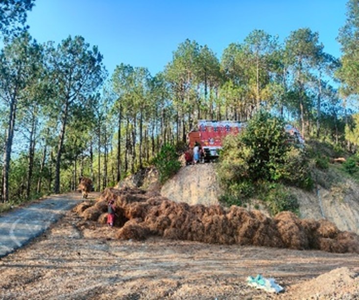 PINE NEEDLES FOR BIOFUEL PRODUCTION TO MANAGE FOREST FIRE AND ENVIRONMENT CONSERVATION IN HIMACHAL PRADESH