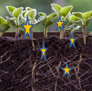 ENDOPHYTES AS AN ECOFRIENDLY BOOSTER FOR PLANT DISEASE MANAGEMENT